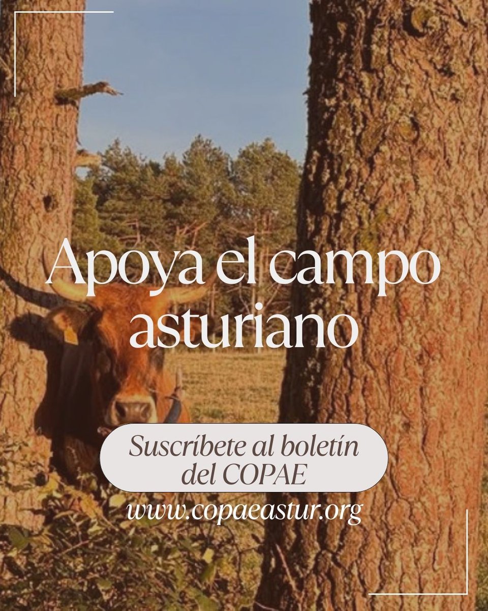 COPAE Asturias tweet media