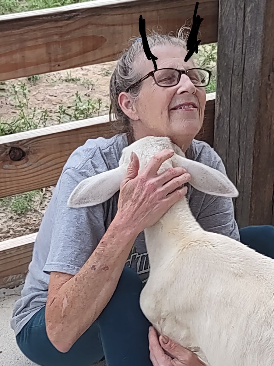 CornbreadRTR's tweet image. Good mornin' ☕🐓
Dehorning goat this morning, using some cream, hope it works, didn't work on muffin's devil horns. She's a chupacabra, look at her, with her horns and death grip on my goat.