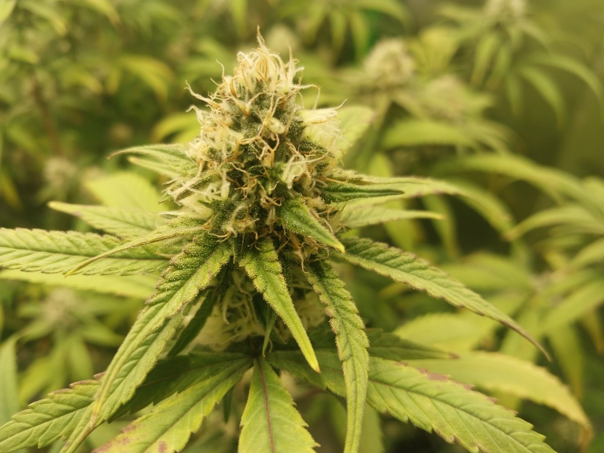 Fish Grows Weed tweet media