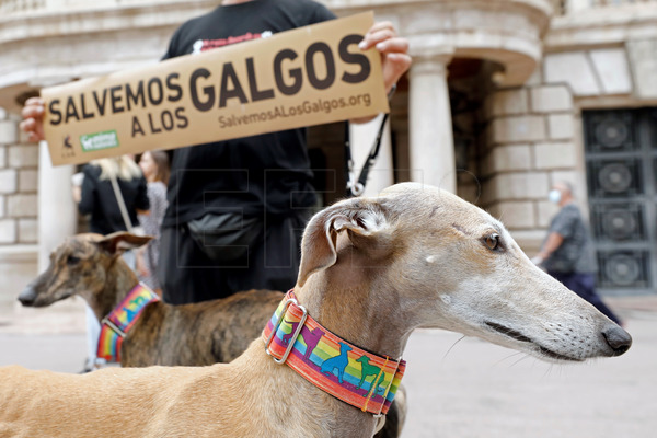 Hoy celebramos el Día Mundial del Galgo, que busca concienciar sobre el maltrato y abandono que sufren muchos galgos y promover su protección y adopción. #EFEfototeca