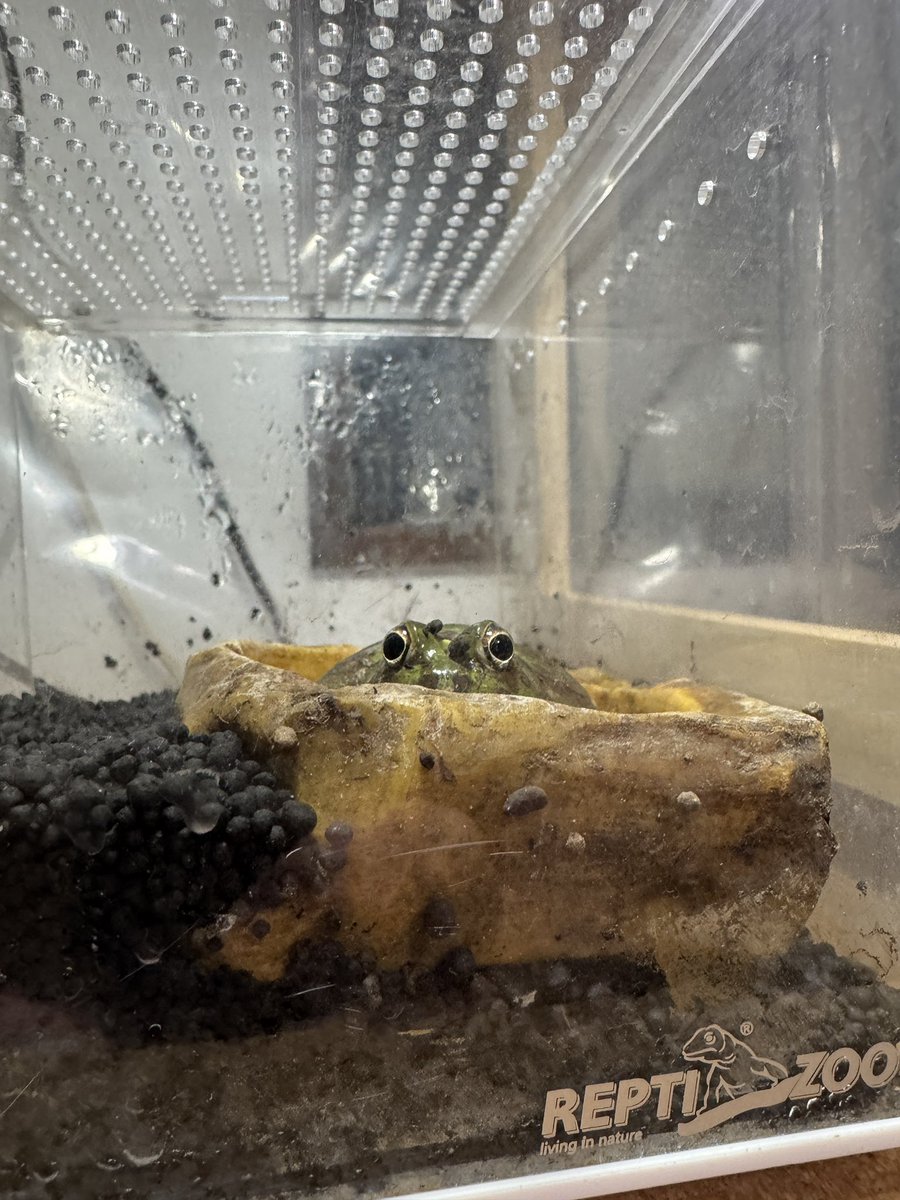 AngryBudget's tweet image. ピーピー鳴いてるなぁとハカセ見に行ったら起きてきてた笑