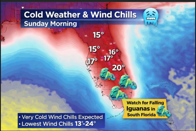 DogsRAngels1's tweet image. Be sure to bundle up your iguanas🦎 #DogsOnTwitter  #fallingiguanas #itsgoingtobe17here 🥶😱
