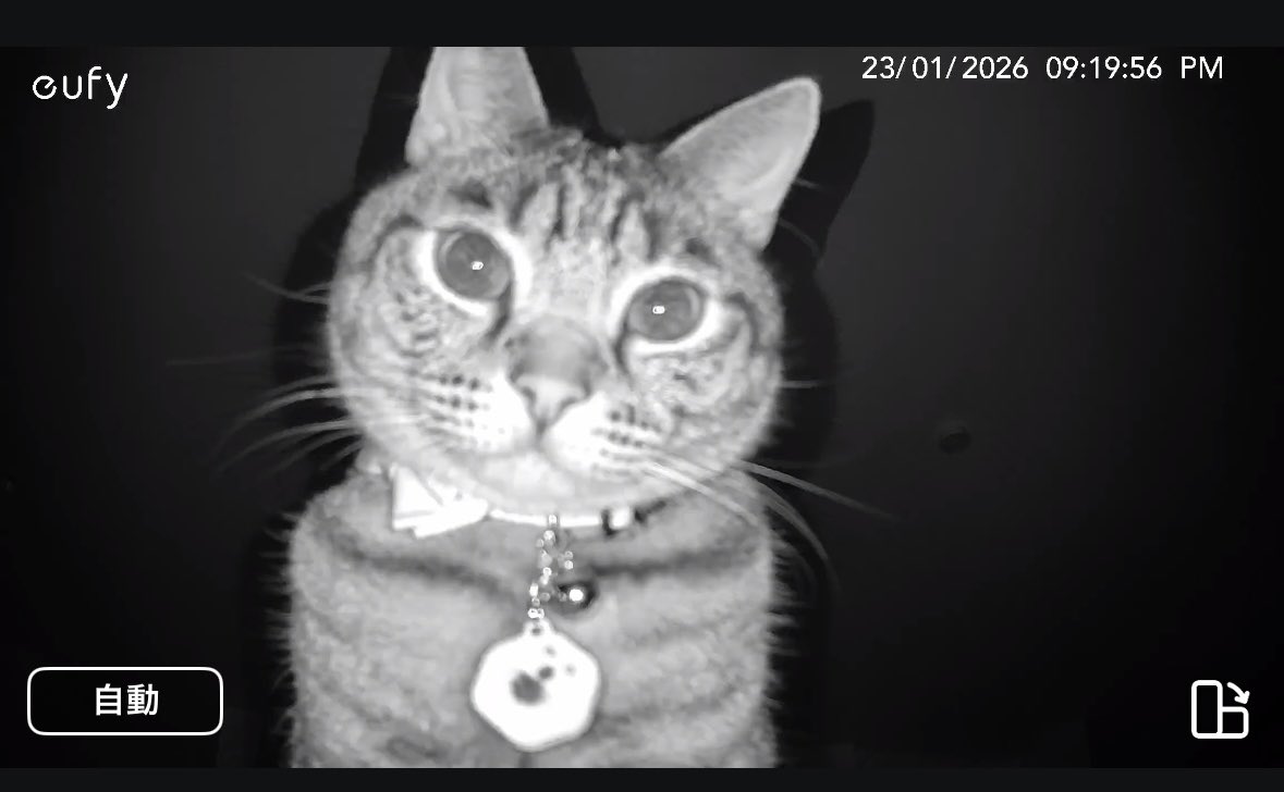 猫監視カメラ ペット監視カメラ みてるちゃん猫・みてるちゃん猫 自動追跡 WTW-NEKO