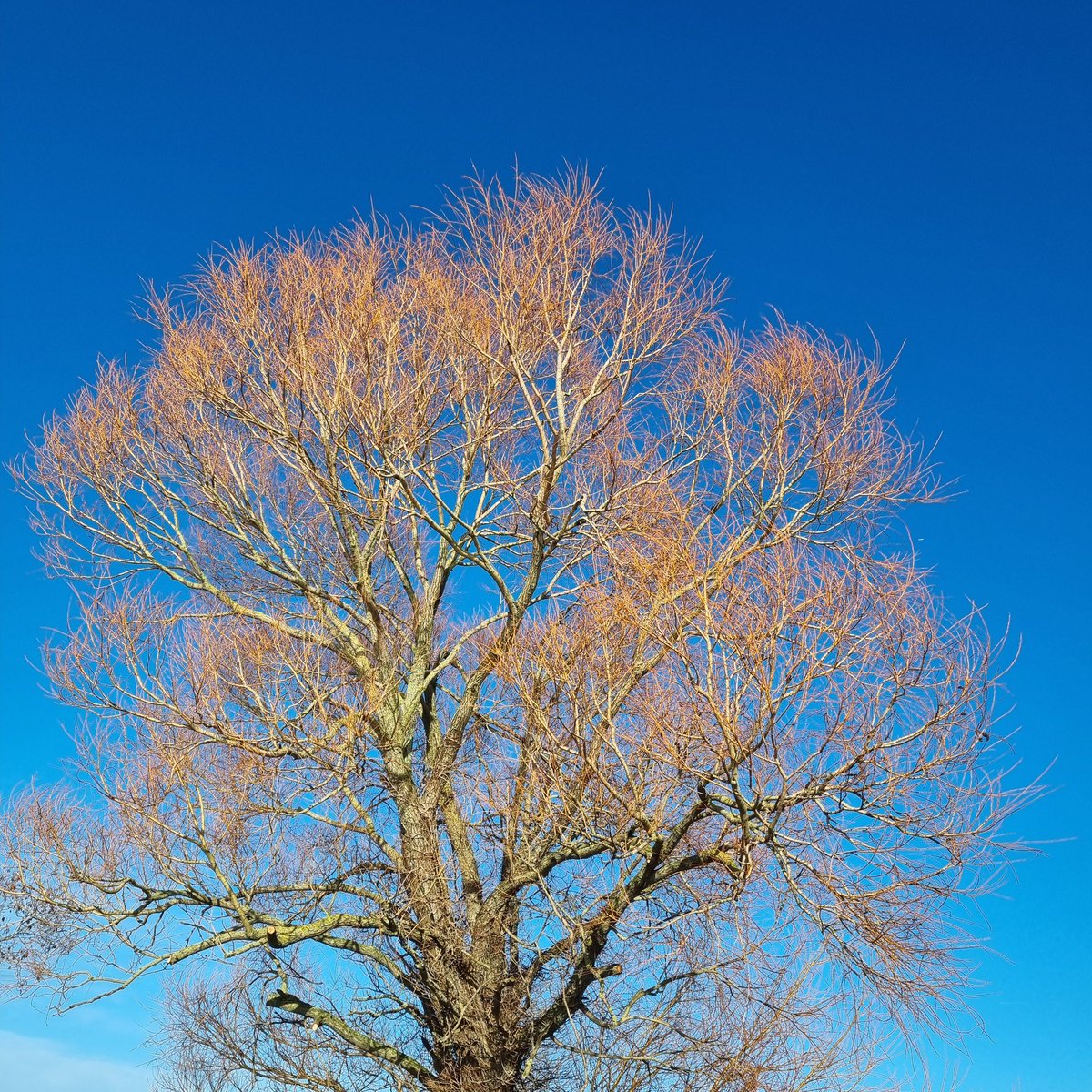 MerielGJones tweet media