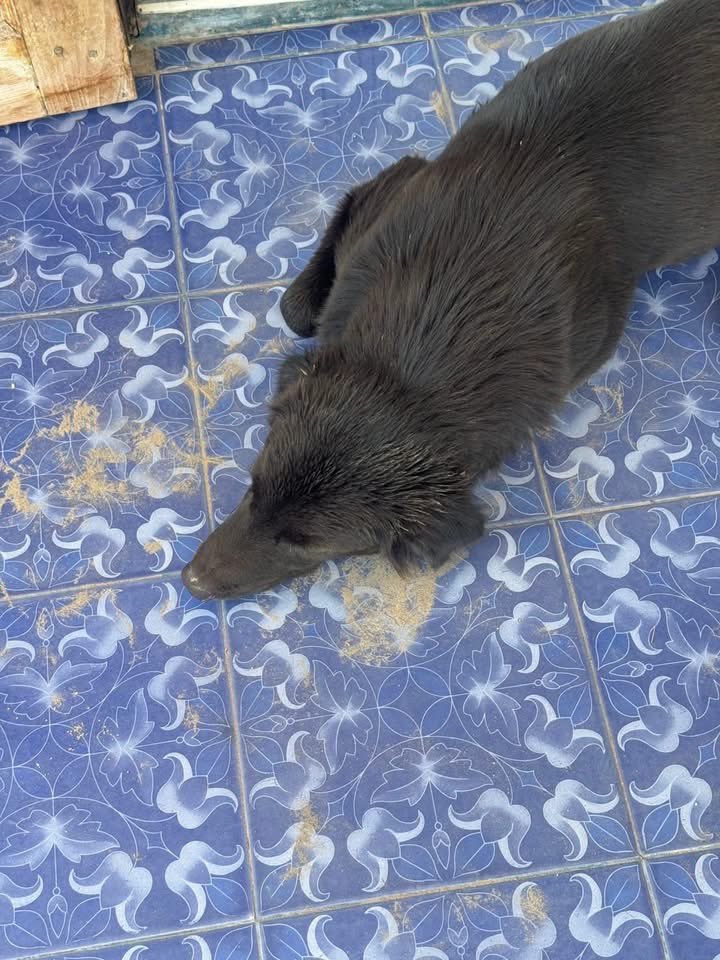 and_khamoo's tweet image. จะอาบน้ำทำไมอะ bro 
ก็บ้านเรามีบ่อปลาอยู่เเล้ว กี้ลงไปแช่เองได้
อาบน้ำอย่างหอม เช็ดตัว เป่าขน 
เสร็จกระโดดลงบ่อปลานิล 🤣 #hippo #PygmyHippo #ขาหมูแอนด์เดอะแก๊ง #หมูเด้งเด้งกี่โมง #Moodeng #พี่ขาหมู #สวนสัตว์เปิดเขาเขียว