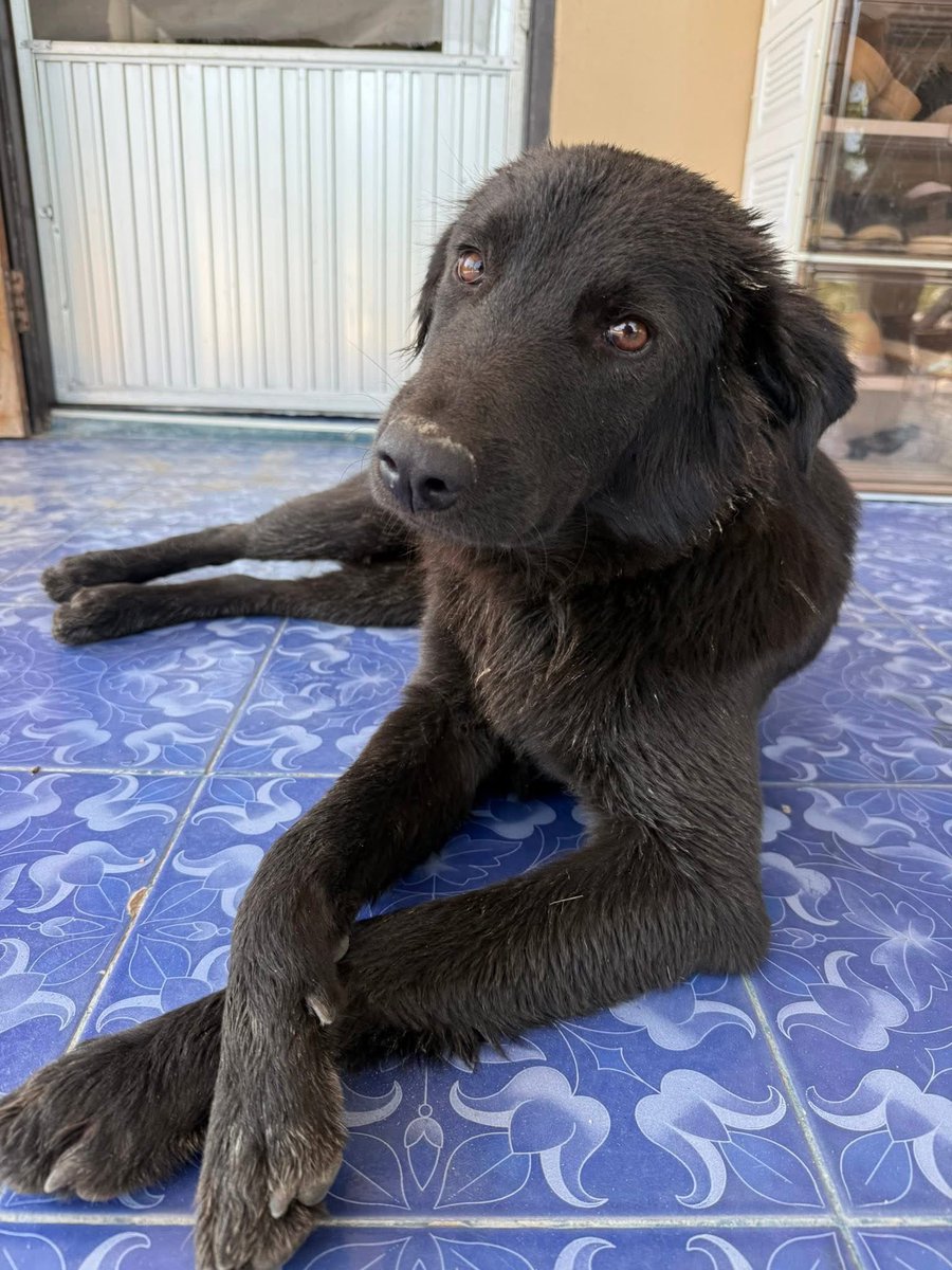 and_khamoo's tweet image. จะอาบน้ำทำไมอะ bro 
ก็บ้านเรามีบ่อปลาอยู่เเล้ว กี้ลงไปแช่เองได้
อาบน้ำอย่างหอม เช็ดตัว เป่าขน 
เสร็จกระโดดลงบ่อปลานิล 🤣 #hippo #PygmyHippo #ขาหมูแอนด์เดอะแก๊ง #หมูเด้งเด้งกี่โมง #Moodeng #พี่ขาหมู #สวนสัตว์เปิดเขาเขียว