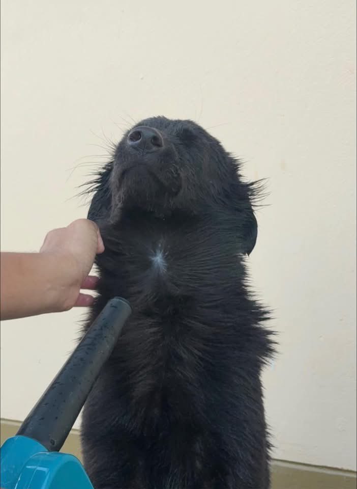 and_khamoo's tweet image. จะอาบน้ำทำไมอะ bro 
ก็บ้านเรามีบ่อปลาอยู่เเล้ว กี้ลงไปแช่เองได้
อาบน้ำอย่างหอม เช็ดตัว เป่าขน 
เสร็จกระโดดลงบ่อปลานิล 🤣 #hippo #PygmyHippo #ขาหมูแอนด์เดอะแก๊ง #หมูเด้งเด้งกี่โมง #Moodeng #พี่ขาหมู #สวนสัตว์เปิดเขาเขียว