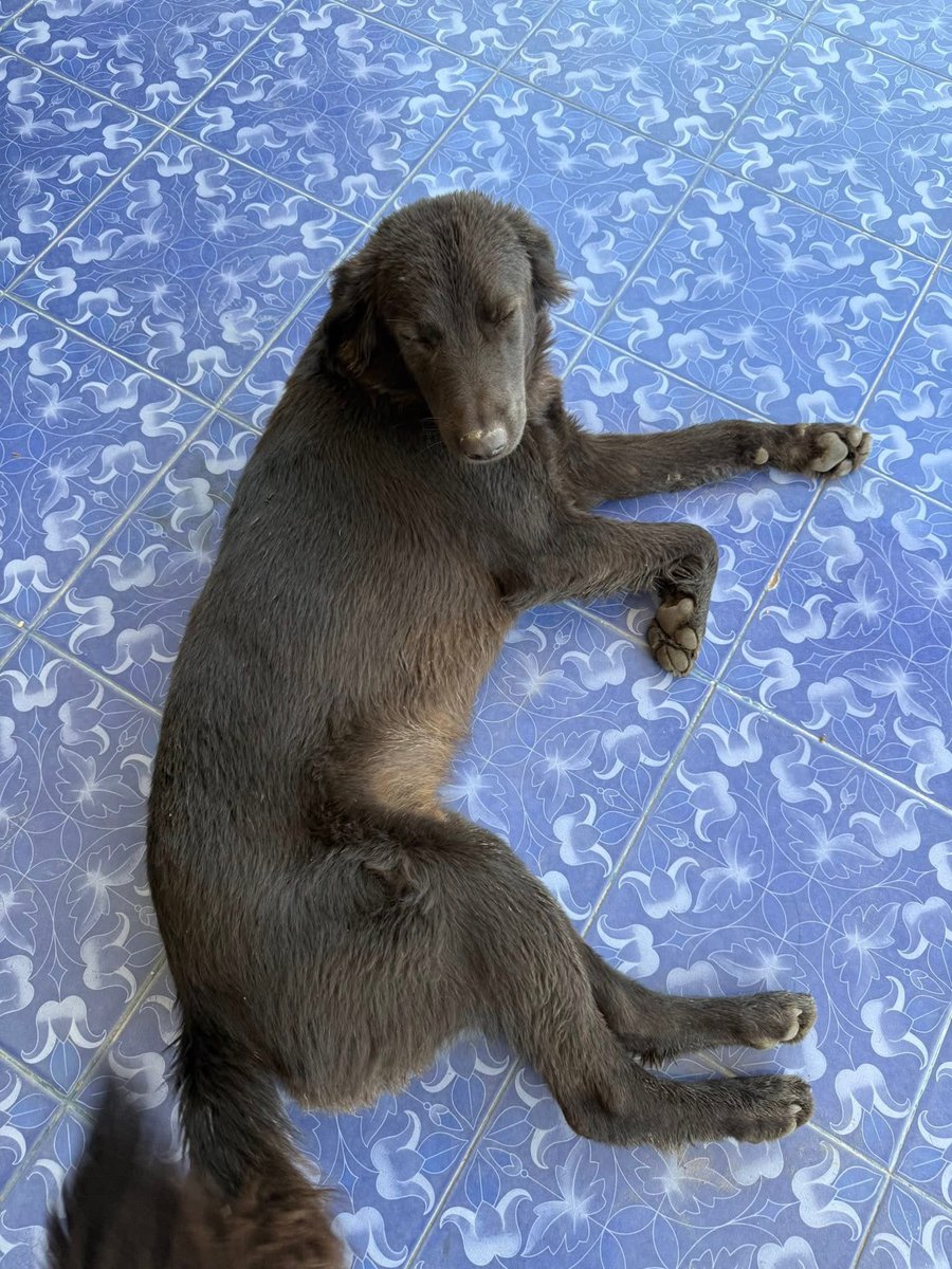 and_khamoo's tweet image. จะอาบน้ำทำไมอะ bro 
ก็บ้านเรามีบ่อปลาอยู่เเล้ว กี้ลงไปแช่เองได้
อาบน้ำอย่างหอม เช็ดตัว เป่าขน 
เสร็จกระโดดลงบ่อปลานิล 🤣 #hippo #PygmyHippo #ขาหมูแอนด์เดอะแก๊ง #หมูเด้งเด้งกี่โมง #Moodeng #พี่ขาหมู #สวนสัตว์เปิดเขาเขียว