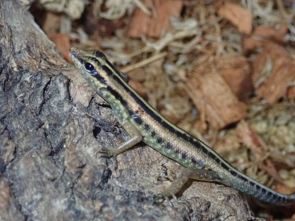 新入荷 キセスジミナミトカゲ ¥5,000- アンジェルミモダエトカゲ