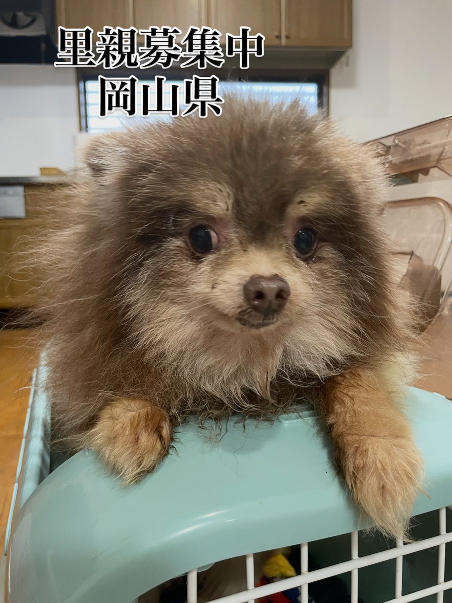 里親募集中‼️ ショコラくん🐾 推定年齢6.7🐶 #里親募集中#保護犬