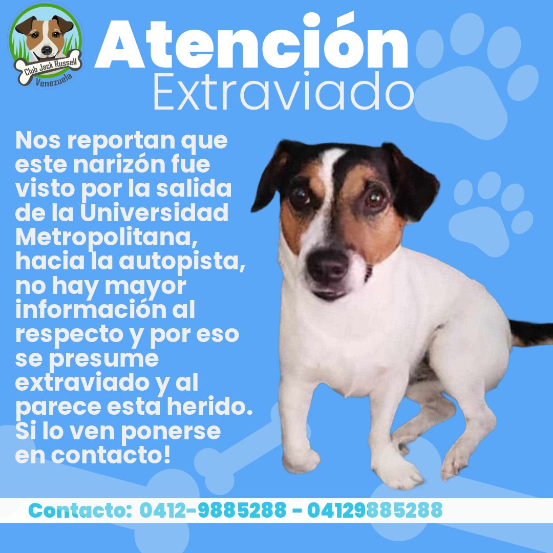 #Atención 
Nos reportan que este narizón fue visto por la salida de la #UNIMET, hacia la autopista, no hay mayor información al respecto y por eso se presume #extraviado y al parece esta herido.

Si lo ven ponerse en contacto!
Contacto: 0412-9885288 - 04129885288