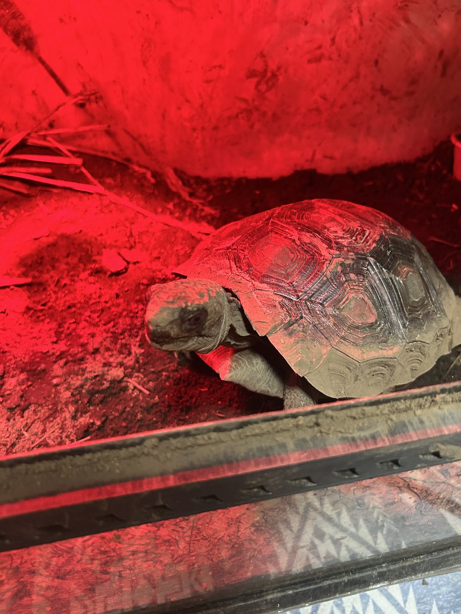 LikeTortoise's tweet photo. 水槽のメンテナンスをするために扉を開けると慣れてきたのか、近寄ってくる！知性がある？ムツアシガメは可愛い！！
#リクガメ
#ムツアシガメ https://t.co/HmOMc2jF4P
