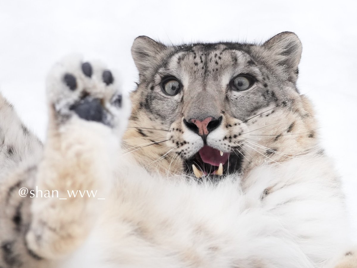 shan_wvw_'s tweet image. 自分の足にビックリ⁉️

表情の豊かさもユキヒョウさんの魅力ですね

旭山動物園🐾ユーリちゃん