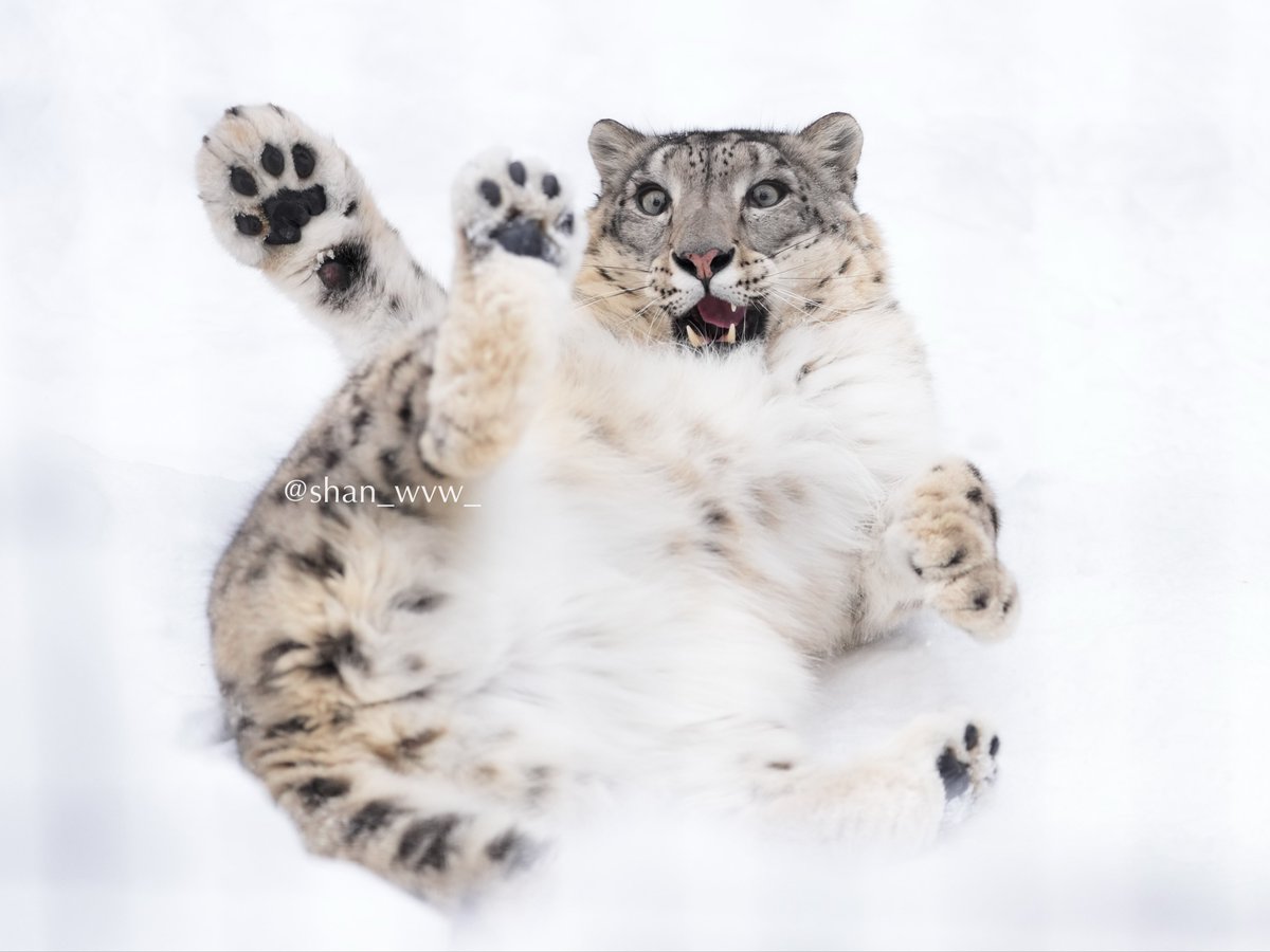 shan_wvw_'s tweet image. 自分の足にビックリ⁉️

表情の豊かさもユキヒョウさんの魅力ですね

旭山動物園🐾ユーリちゃん