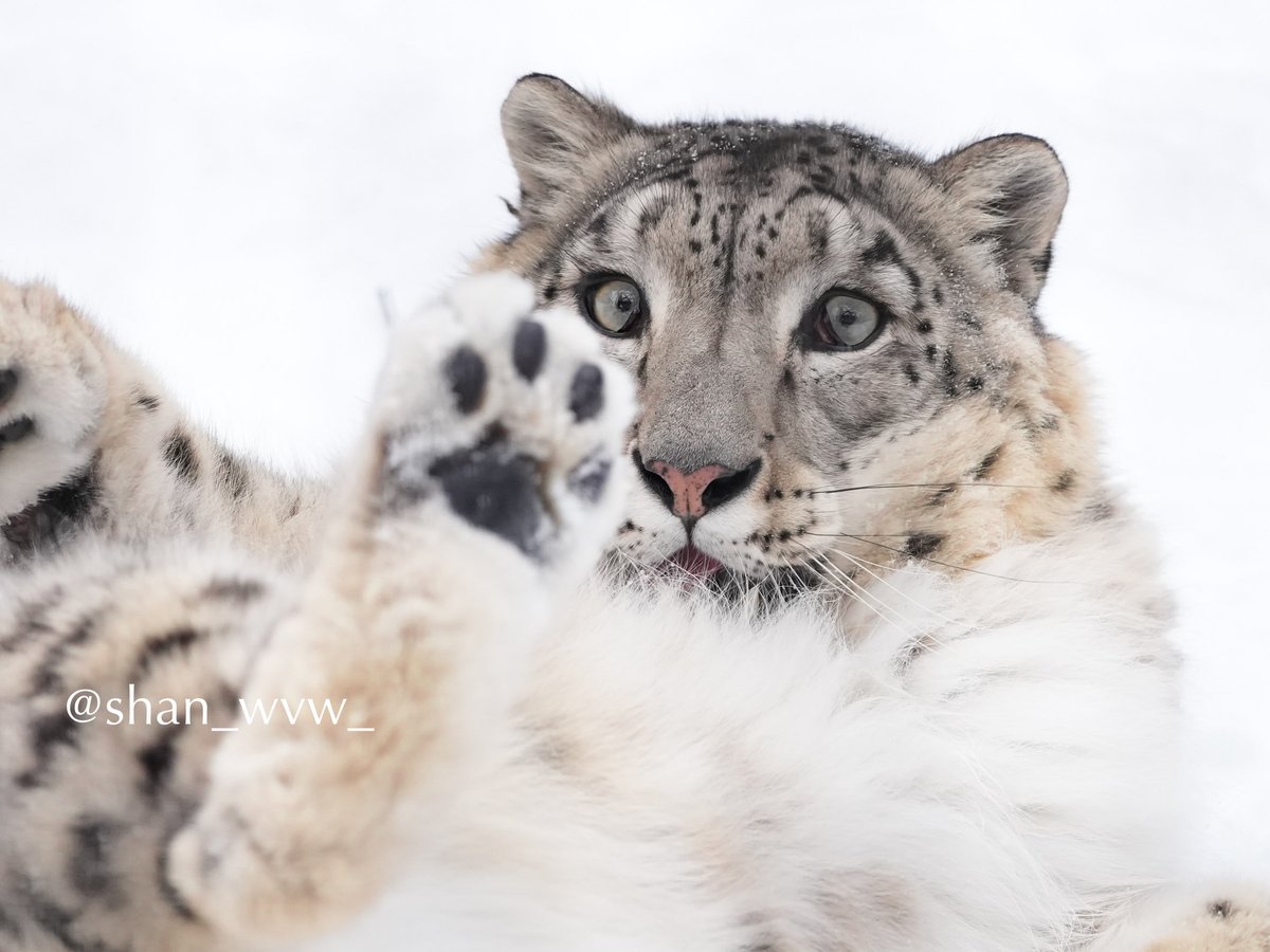 shan_wvw_'s tweet image. 自分の足にビックリ⁉️

表情の豊かさもユキヒョウさんの魅力ですね

旭山動物園🐾ユーリちゃん