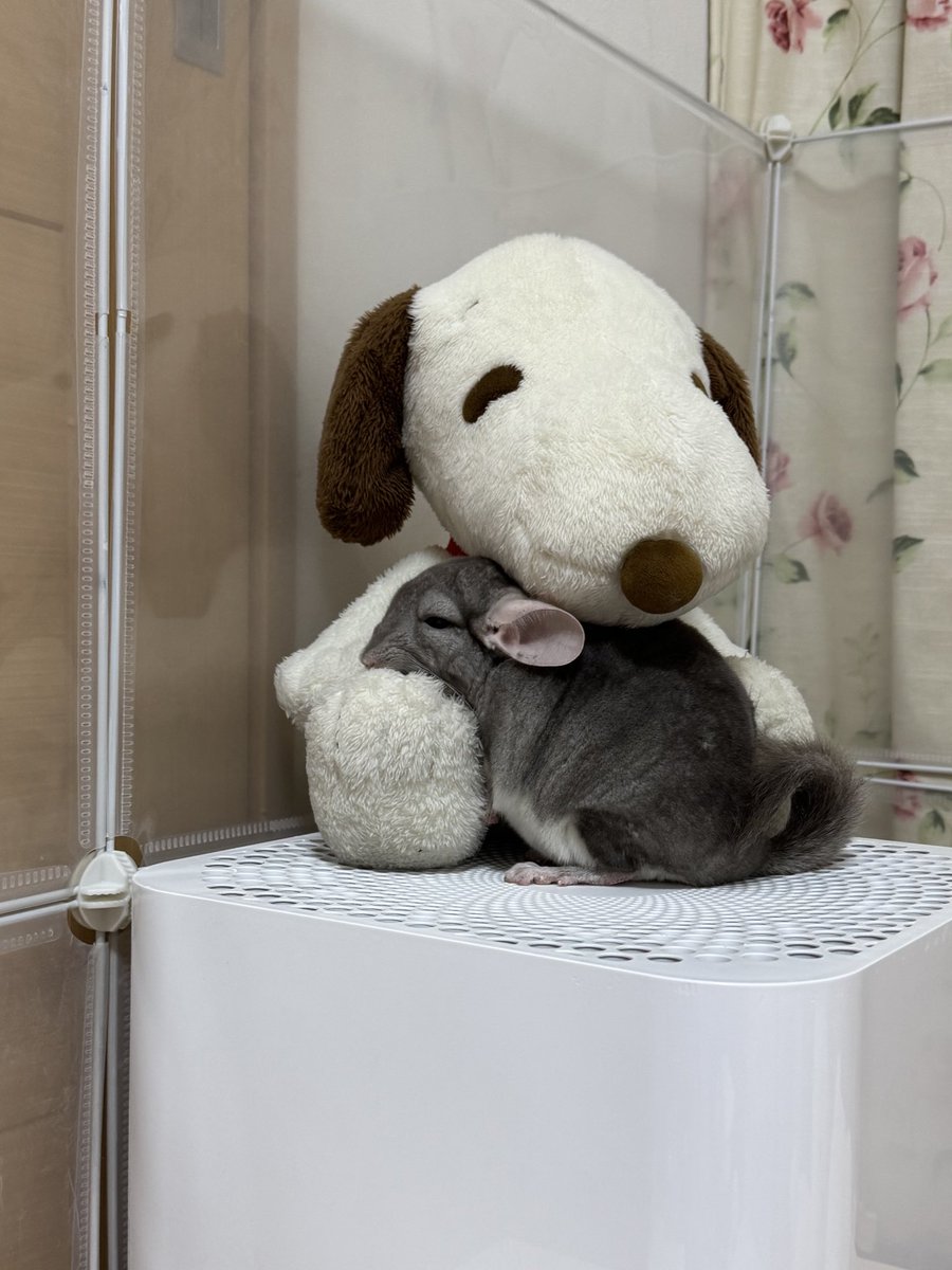 ChuchuJ1230's tweet image. 赤ちゃんの時からずーっと
スヌーピーと一緒♡