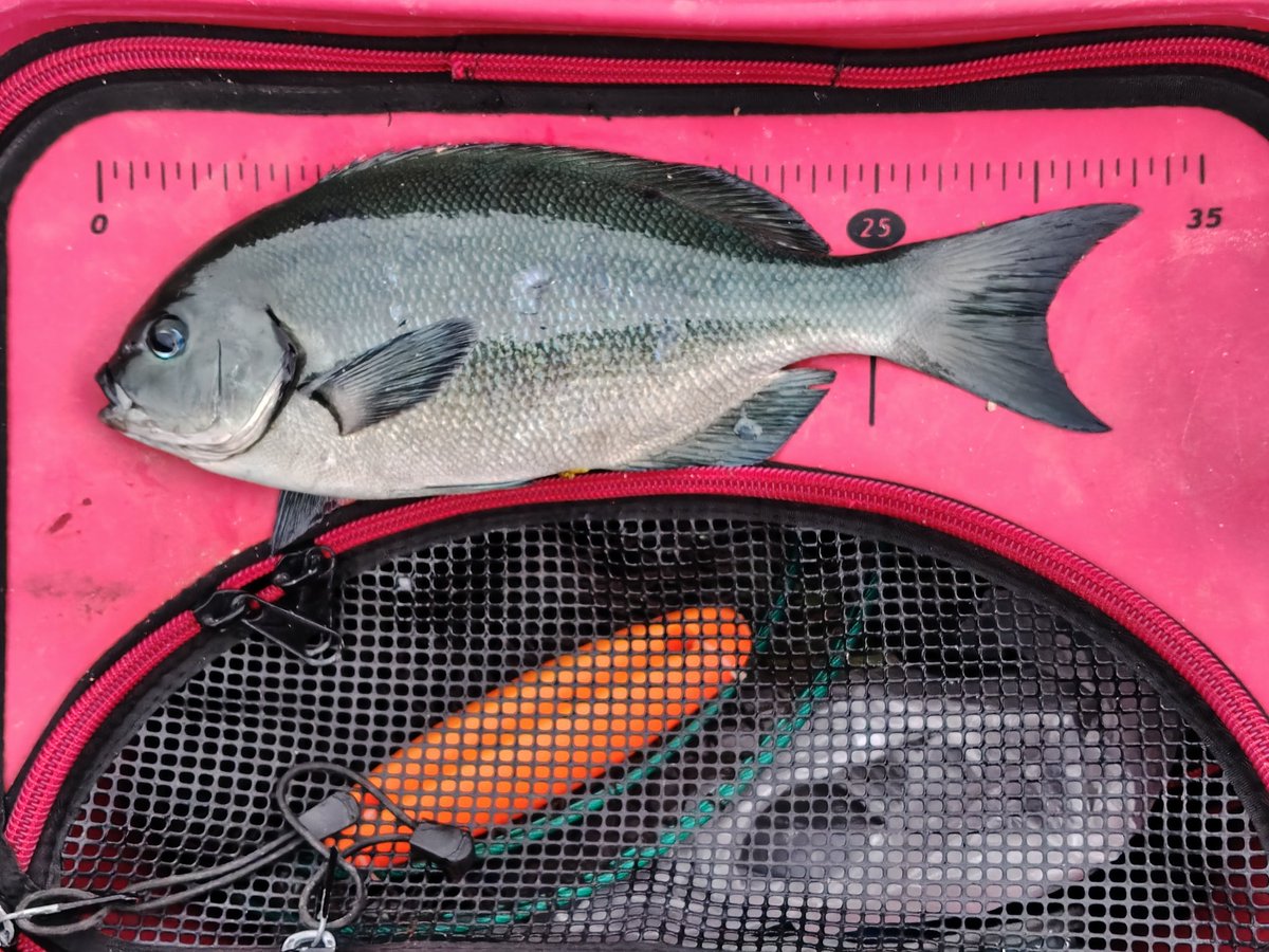 今日も昼から真鶴楽磯

むっ…先行者10人位で釣り場難民😢

空いてる場所でやったが、餌も取られない

先行者が帰られた後を転々

何とか33尾長

危なかったなぁ（笑）