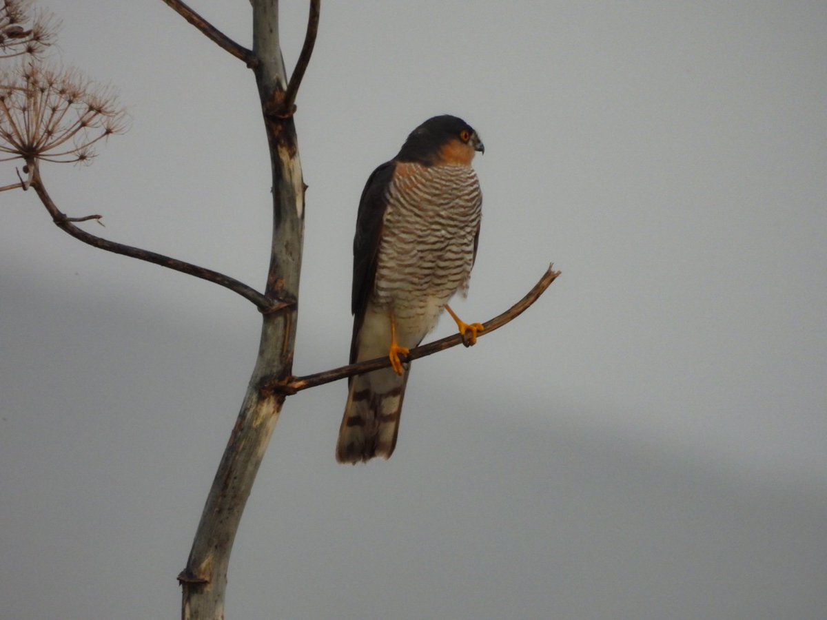 Atmaca (𝑨𝒄𝒄𝒊𝒑𝒊𝒕𝒆𝒓 𝒏𝒊𝒔𝒖𝒔) #hangitür