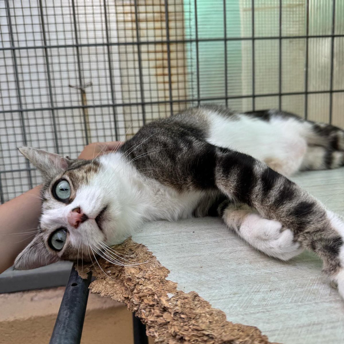 ❤️ OREO es un amor de gato de 2 años. Aunque al principio se muestra algo asustadizo, en cuanto oye el sonido de la lata de atún aparece corriendo de la nada a por su parte. Es muy juguetón y sociable, y se ha integrado perfectamente con los demás gatos del patio. Tiene
(+)