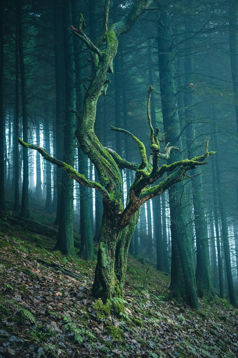 It was quite eerie walking through this woodland....
