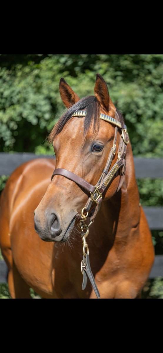 TimberleeTb's tweet photo. Timberlee Thoroughbreds sells the only colts by Hello Youmzain and Noverre at the @KarakaChat Summer sale tomorrow 
And one of only two Almanzor colts in the sale commences 11am lot 848, 859&amp;999 https://t.co/RBPqg5Dfzt