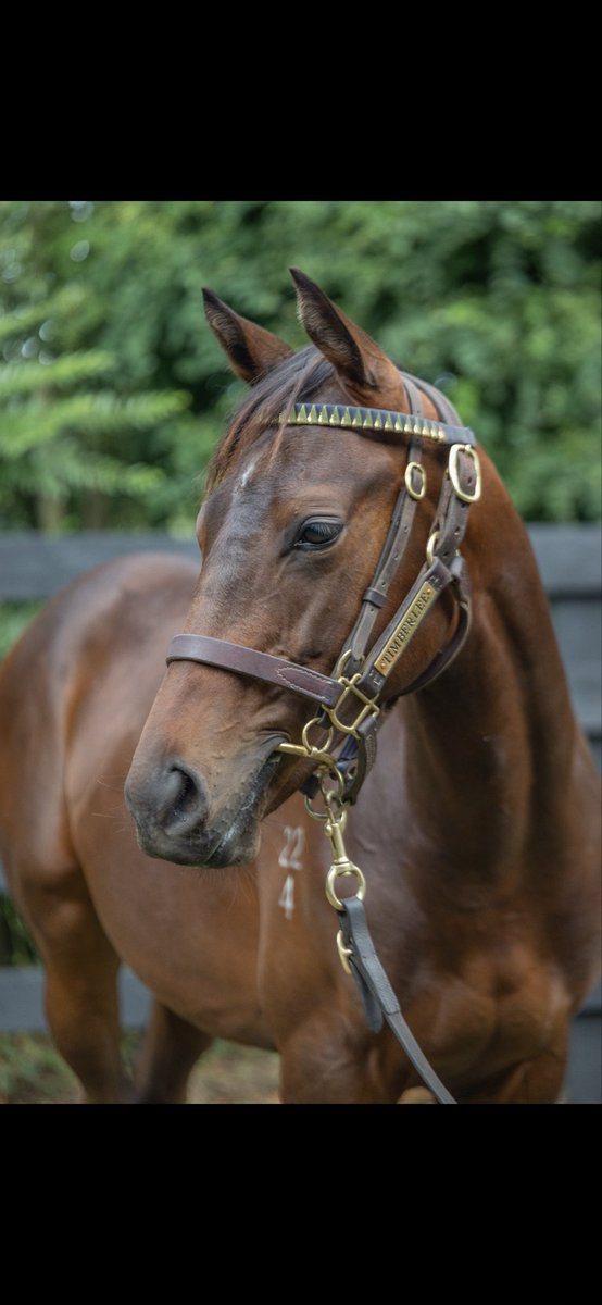 TimberleeTb's tweet photo. Timberlee Thoroughbreds sells the only colts by Hello Youmzain and Noverre at the @KarakaChat Summer sale tomorrow 
And one of only two Almanzor colts in the sale commences 11am lot 848, 859&amp;999 https://t.co/RBPqg5Dfzt