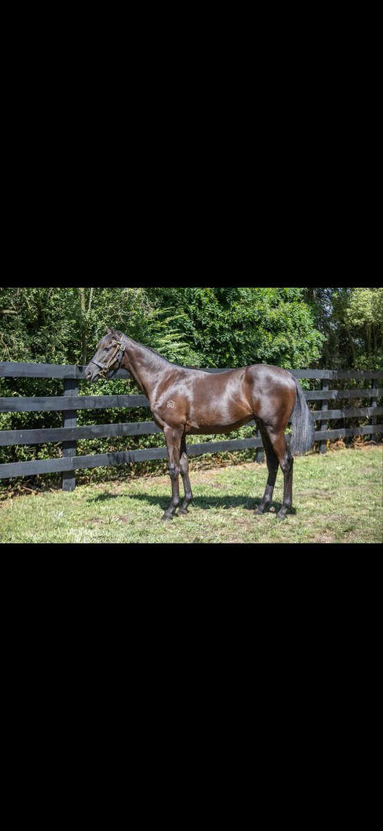 TimberleeTb's tweet photo. Timberlee Thoroughbreds sells the only colts by Hello Youmzain and Noverre at the @KarakaChat Summer sale tomorrow 
And one of only two Almanzor colts in the sale commences 11am lot 848, 859&amp;999 https://t.co/RBPqg5Dfzt