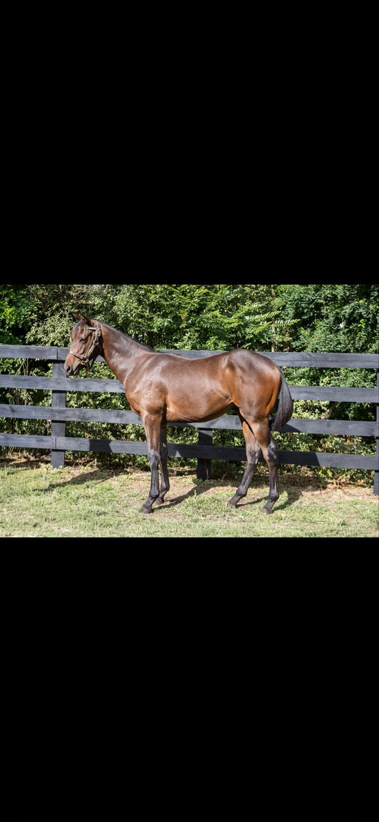 TimberleeTb's tweet photo. Timberlee Thoroughbreds sells the only colts by Hello Youmzain and Noverre at the @KarakaChat Summer sale tomorrow 
And one of only two Almanzor colts in the sale commences 11am lot 848, 859&amp;999 https://t.co/RBPqg5Dfzt