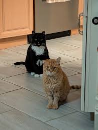 meow2you's tweet photo. It's breakfast time in the kitchen. Your supervisor glares at you for not clocking in sooner to start your daily routine. ๐น๐ฝ๐น๐ฝ
#PunchTheClockDay
@ThePhilosopurr @GeneralCattis @HarryCatPurrs @LuminousNumino1 @TERRYW_UK @MewllerRobert @briano29 @eliznoelle @EringoB02429272 https://t.co/XKk14qyxYN