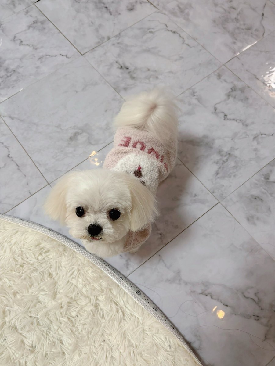 ましゅー🌸マルチーズ🌸 (@ej32_s) / Posts / X