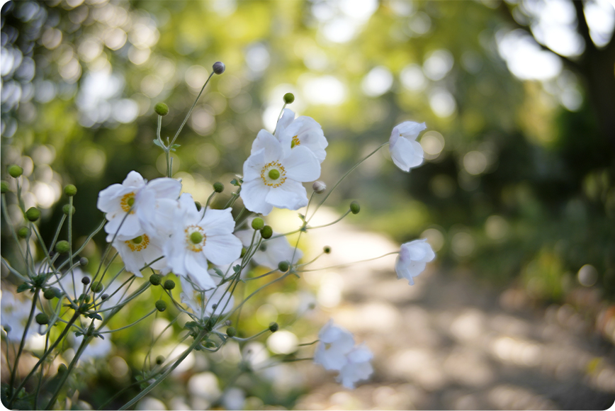 【新発売🎉】
TTArtisan 50mm/85mm T2.1 Dual Bokeh Lens

レンズ内でボケの種類を切り替えられる、
一度で二度美味しい新感覚レンズに新たな焦点距離が2つ追加されました🙌

シネマレンズではありますが、静止画用途でもかなり表現の幅が広がるイチオシの一本です📸
stkb.jp/shopdetail/000…