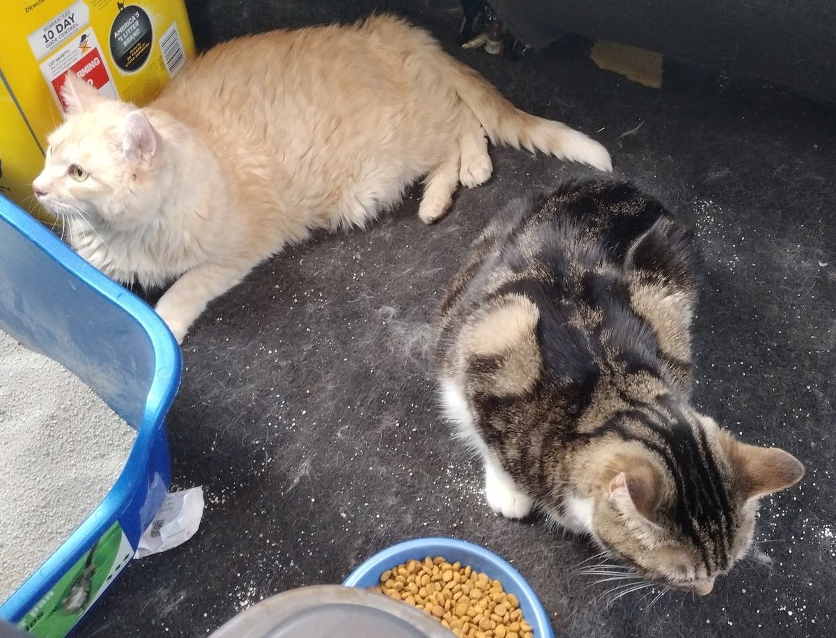 ArgusX77's tweet photo. This is the last picture that I have of my babies. My beautiful Lady Bandit and Goldie.  I miss them so very much.  I don't think I'm going to ever see them again.  I'm sorry my babies I miss you so much. https://t.co/HCTd7Sppay