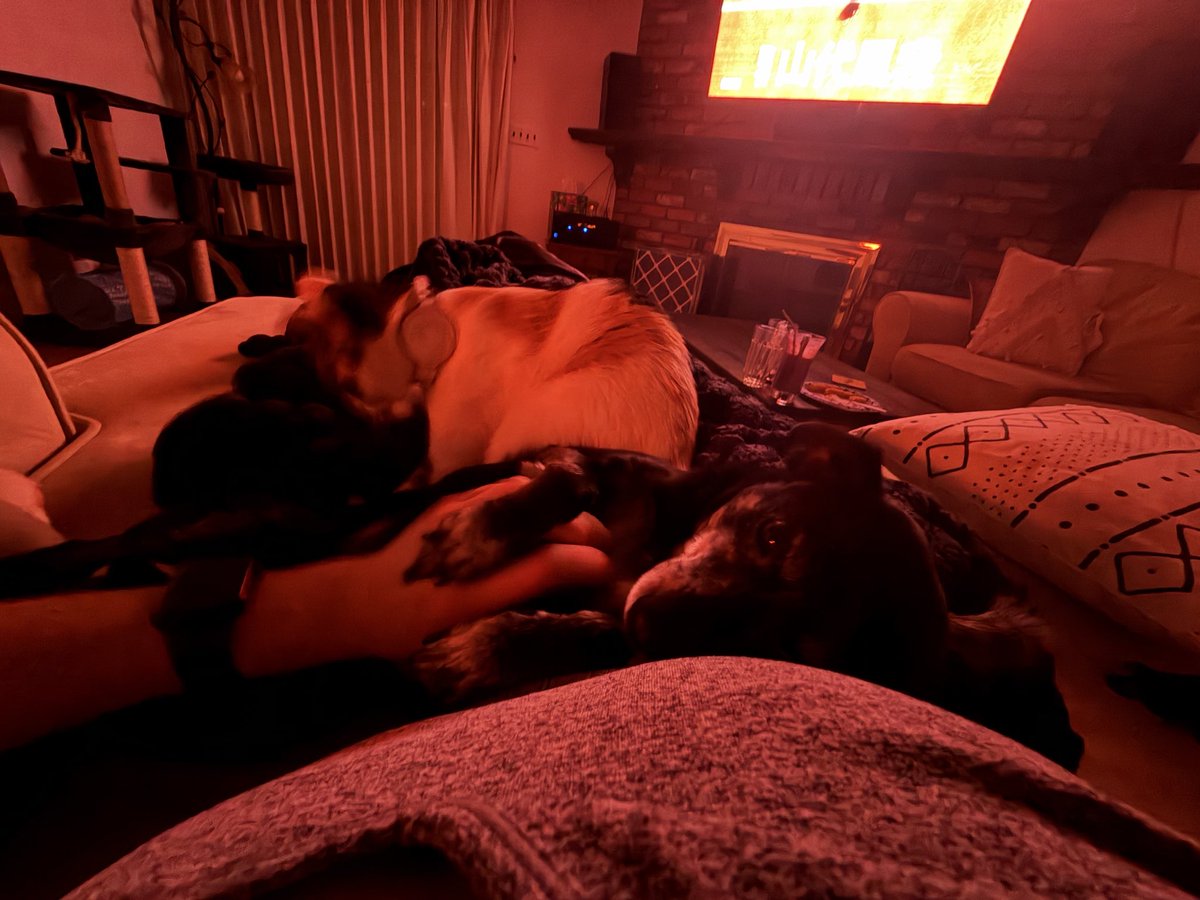 xandrla's tweet photo. 1.4 seconds after I lay on the couch mane https://t.co/dfQsZ4veWO