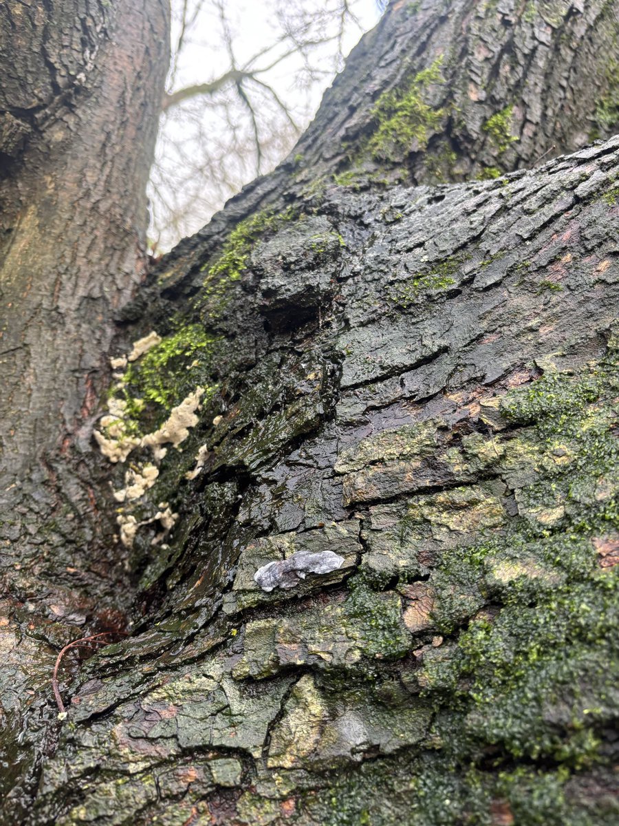 Whitchurch1's tweet image. Year 6 invited Year 1 into their science  lesson on inheritance and adaptation.  The year 1s had to see if their could find the moths year 6 had camouflaged outside.  Due to natural selection some were easier to find than others.  #wpsscience