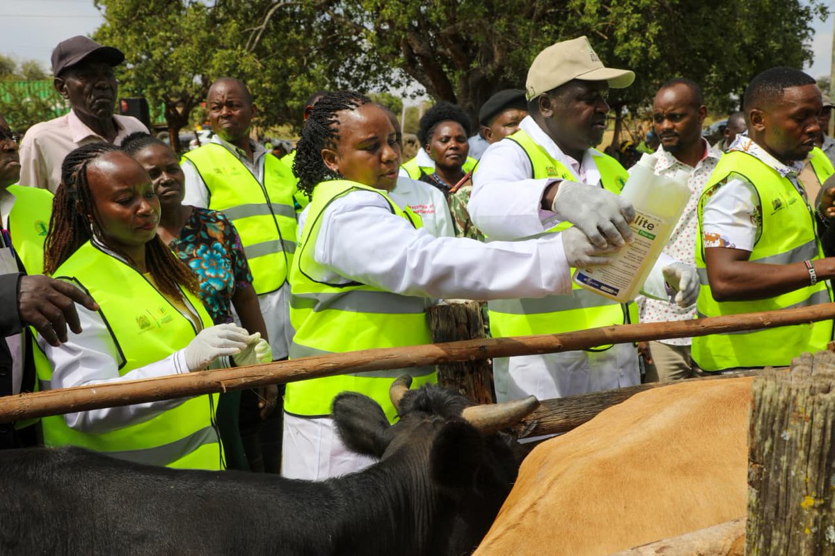 county017's tweet photo. Makueni County has launched a countywide Digital Foot and Mouth Disease (FMD) vaccination drive. Unveiled in Makiou, Kilome, the program introduces a muzzle-based digital identification system and e-vouchers to track and secure the county’s livestock. 🧵👇 #mutuladelivers https://t.co/DNgJkvQrnY