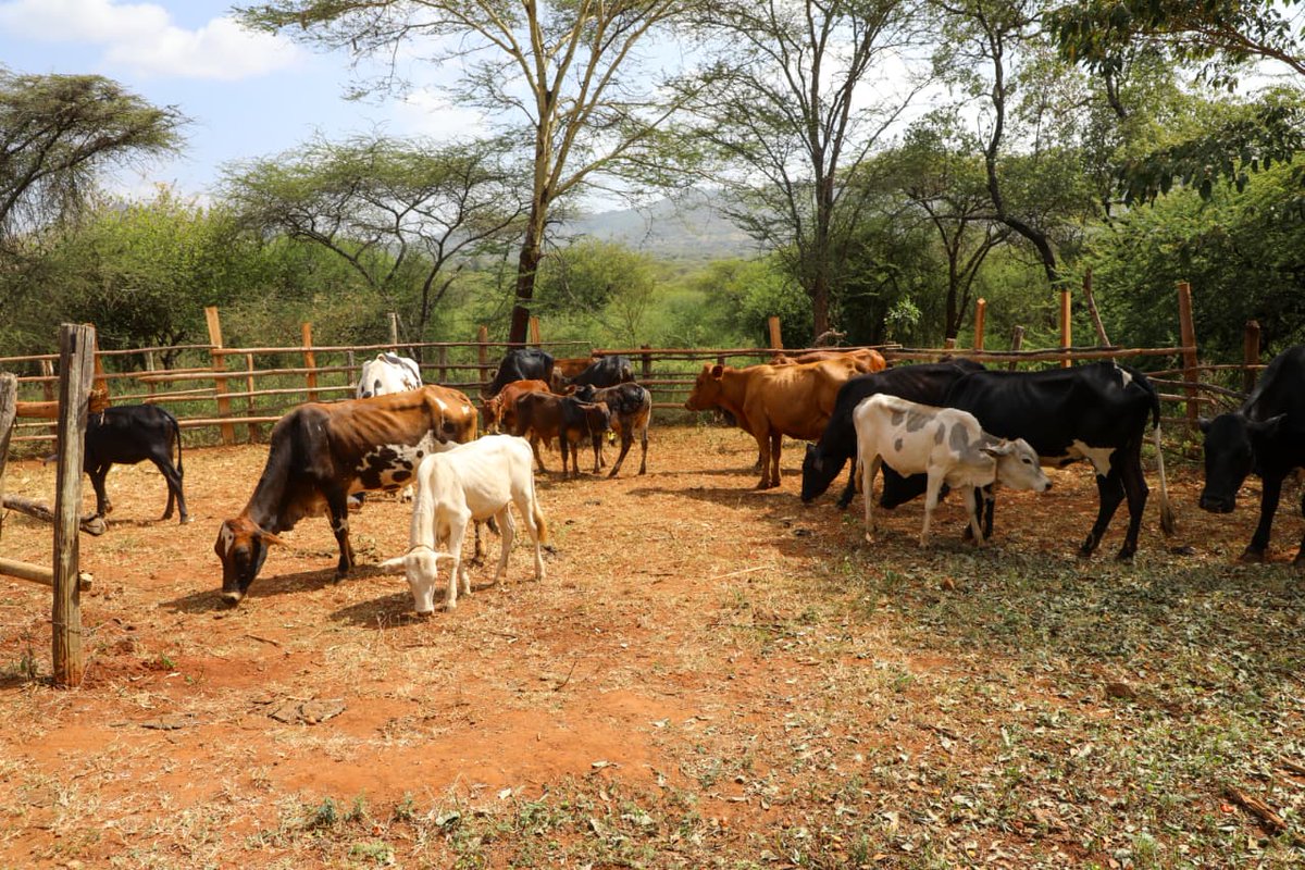 county017's tweet photo. Makueni County has launched a countywide Digital Foot and Mouth Disease (FMD) vaccination drive. Unveiled in Makiou, Kilome, the program introduces a muzzle-based digital identification system and e-vouchers to track and secure the county’s livestock. 🧵👇 #mutuladelivers https://t.co/DNgJkvQrnY