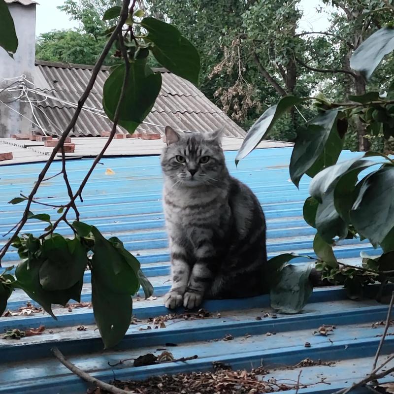部屋に凛とした空気を運んでくる