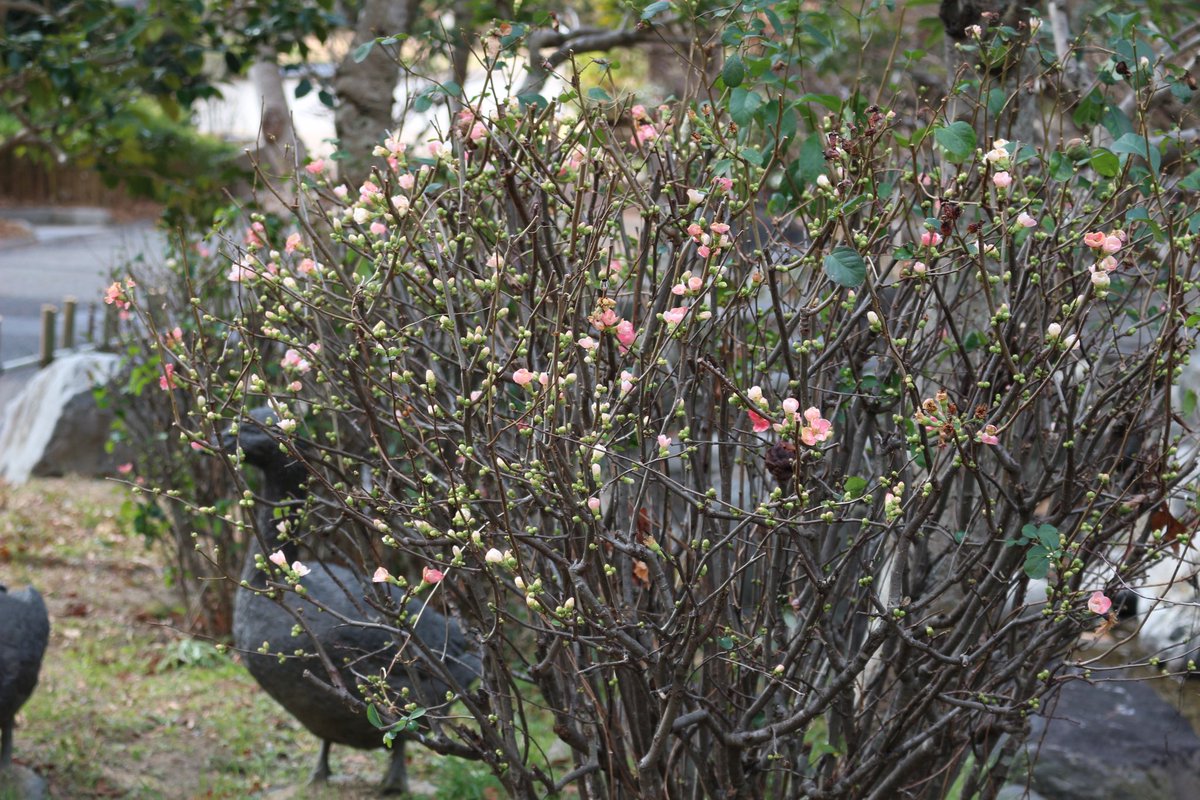 【1/28開花情報】❄
ウメが開花中です🌼
 
🌱咲きはじめ
#ウメ 📍四季の池
#スイセン 📍イタリア庭園
 
🌸見頃
#ロウバイ 📍梅林前園路沿い
#ボケ 📍日本庭園
 
詳細はこちら👇
tsurumi-ryokuchi.jp/flower/index.h…

#鶴見緑地 #開花情報