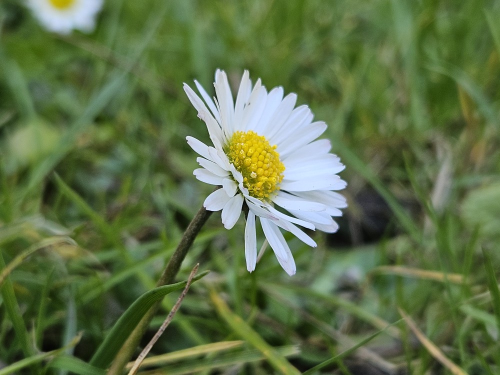 National Plant Monitoring Scheme tweet media
