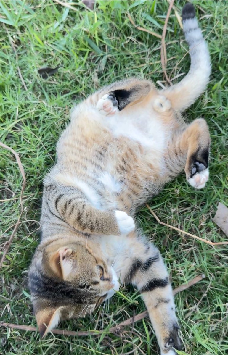 mybabytenten's tweet image. คุณผู้หญิงครับ รบกวนจกพุงกระผมหน่อย