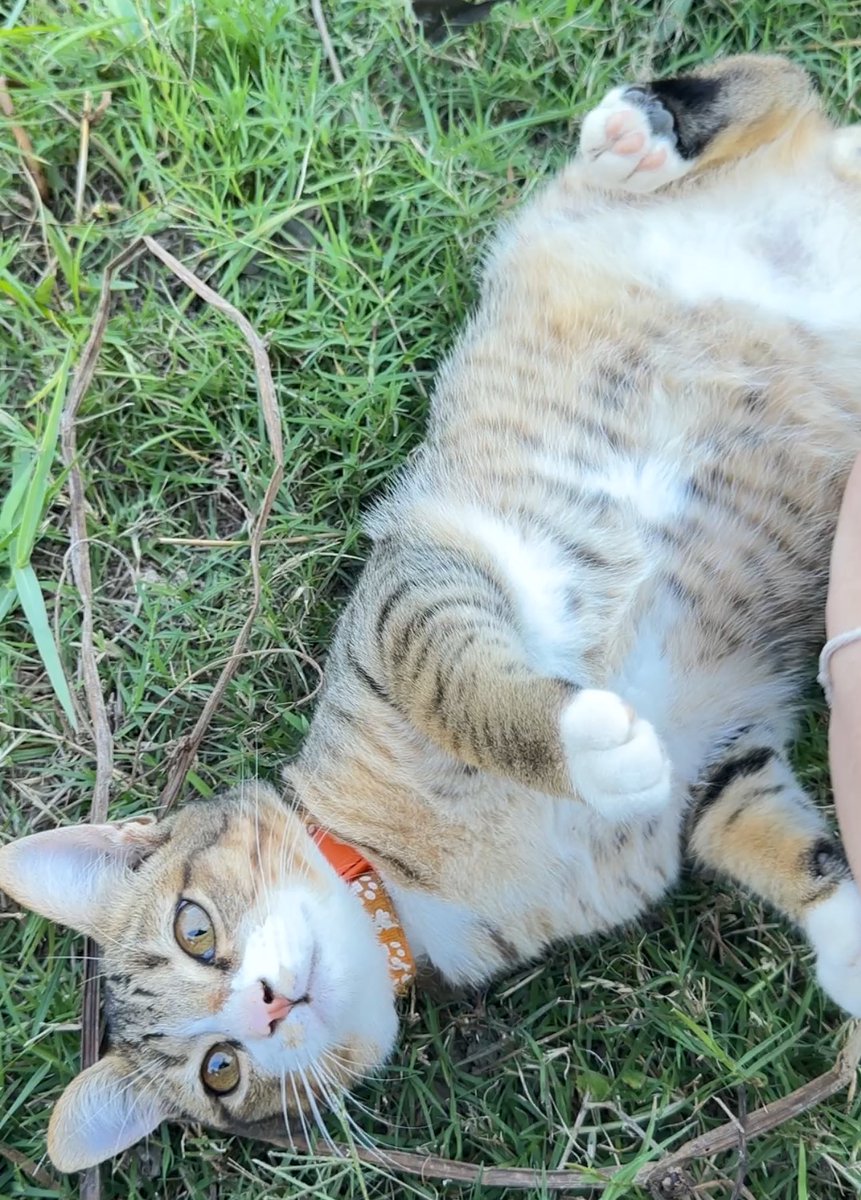 mybabytenten's tweet image. คุณผู้หญิงครับ รบกวนจกพุงกระผมหน่อย