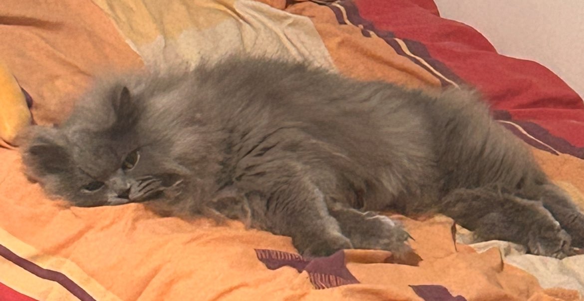 sans_addicted's tweet photo. @lunarfq Hi Rico :) Say hi back to my cats whisky [grey] and Pepsi. https://t.co/7dO9RCAgbD