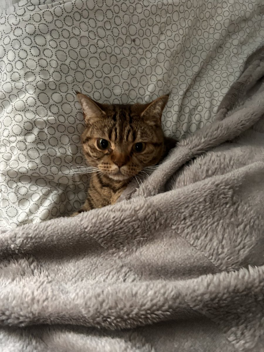 sans_addicted's tweet photo. @lunarfq Hi Rico :) Say hi back to my cats whisky [grey] and Pepsi. https://t.co/7dO9RCAgbD