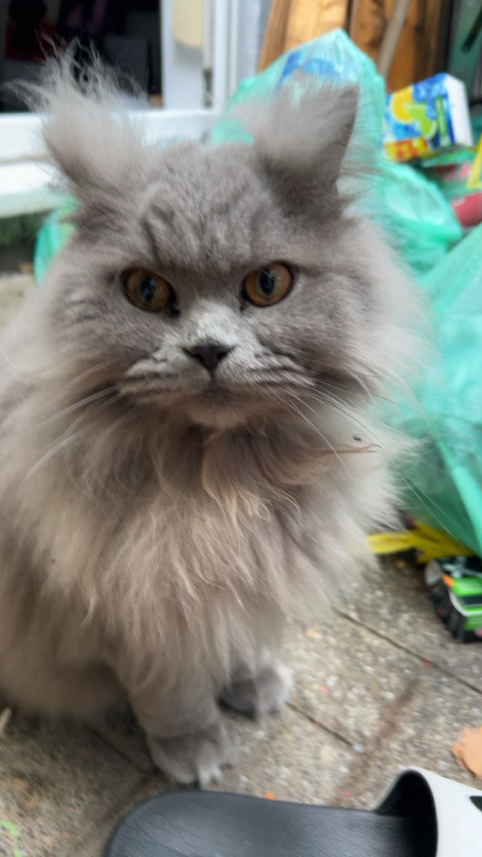 sans_addicted's tweet photo. @lunarfq Hi Rico :) Say hi back to my cats whisky [grey] and Pepsi. https://t.co/7dO9RCAgbD