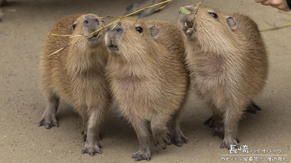 おはようございます。

#カピバラ #capybara #水豚 #おはよう