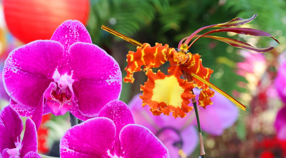 Is this Sun Wukong? Not quite — believe it or not, it's a flower!

A company in Lianyungang, Jiangsu, the legendary hometown of the Monkey King, has created a stunning butterfly orchid that brings Sun Wukong to life through floral art.
