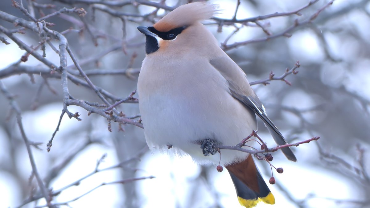 nyackier's tweet photo. 一瞬でしたが「❄️とキレンジャク」がいい感じでした

動画はこちら　↓
【野鳥】 nyackierの今日の鳥活 Vol.218　2026年1月24日
奥日光　野鳥界の歌舞伎役者 キレンジャク 登場！
 https://t.co/Ssn3TBhVBc @YouTubeより https://t.co/dHpNa4EPSo