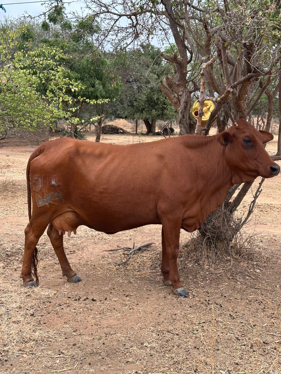 Suleiman Keya tweet media