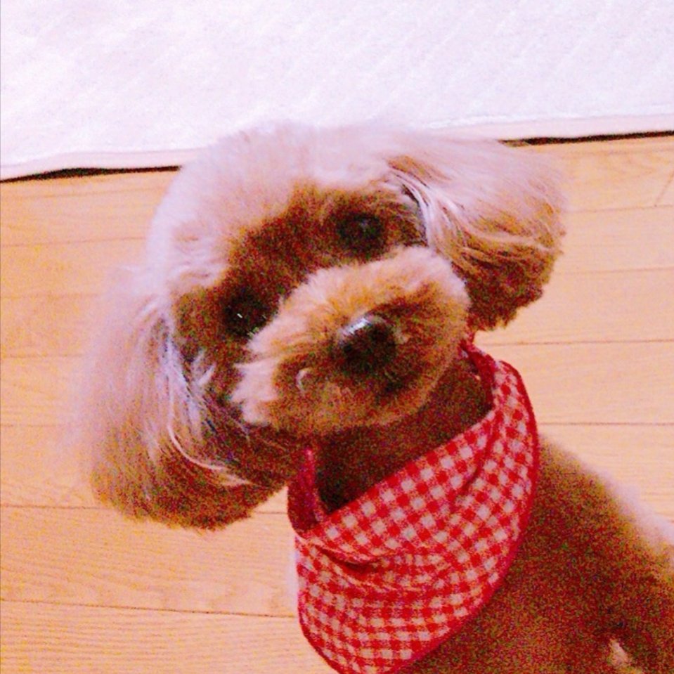 郁実ひよと『犬キューピット夢丸と呪犬』 tweet media