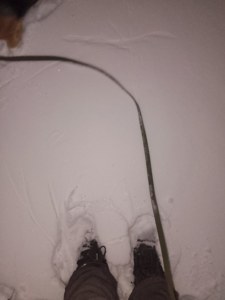 Снег.Наконец то,а то декабрь,большая часть января только холода лютые и совсем немного снега .